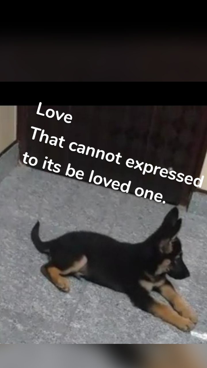 Love 
That cannot expressed to its be loved one.